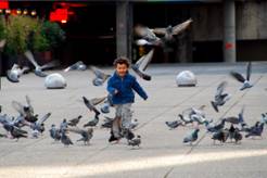 Мальчик гоняет голубей