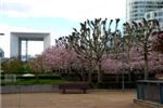 Сад цветущей вишни в районе Дефанс. На заднем плане, слева - Большая Арка.