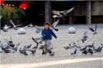 Ребенок, гоняющий голубей.