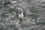 Откормленные чайки на Сене.