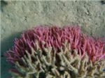 Колючий коралл (Seriatopora hystrix)

