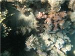 Диадемовый еж, гигантский моллюск, кораллы
