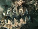 Гигантский моллюск (Tridacna maxima)
