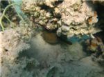 Кузовок-кубик (Ostracion cubicus) спрятался под кораллом и наивно полагает, что его там никто не видит :)
