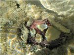 Морской еж (Tripneustes gratilla)

