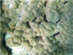 Коралл с множеством гребешков (Pedum spondylium) 
