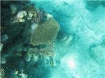 Спина рыбы-хирурга и коралловый риф 
