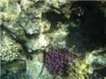 Коралл Pocillopora 

