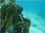 Сетчатый огненный коралл (Millepora dichotoma), масковая рыба-бабочка (Chaetodon semilarvatus), Коронованная рыба-бабочка (Chaetodon paucifasciatus), Серая рыба-ласточка (Gray damselfish - Amblyglyphidodon leucogaster)

 
 
