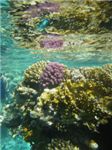 Коралловый риф и его отражение от поверхности воды
