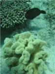 Мягкий коралл саркофитон (sarcophyton trocheliophorum) и черная рыба

