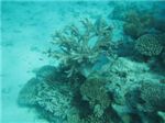 Коралл-олений рог (Acropora)
