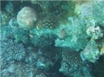 Масковый аротрон (Arothron diadematus) из семейства иглобрюхих на фоне кораллового рифа.
