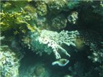 Масковый аротрон (Arothron diadematus) из семейства иглобрюхих на фоне кораллового рифа.
