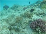 Различные виды рыб над коралловым рифом
