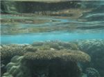 Отражение кораллового рифа от поверхности воды
