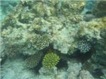 Семейка морских ежей и среди кораллового рифа
