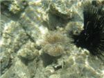 Мягкий коралл саркофитон (sarcophyton trocheliophorum) и диадемовый еж
