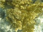 Мягкий коралл (Lithophyton arboreub)
