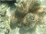 Мягкий коралл саркофитон (sarcophyton trocheliophorum)
