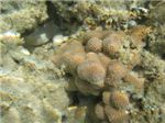 Мягкий коралл саркофитон (sarcophyton trocheliophorum)
