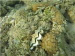 Гигантский моллюск (Tridacna maxima) и коралл
