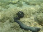 Голотурия (морская кубышка, морской огурец (Holothuroidea)) и морской еж
