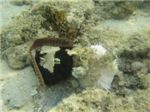 Парочка морских ежиков и морской анемон
