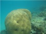 Большой коралловый шар
