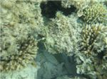 Пятнистый рифовый хвостокол (Taeniura lymma) в засаде
