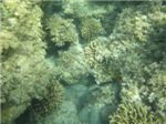 Замаскированный пятнистый рифовый хвостокол (Taeniura lymma)
