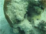Притаившийся под кораллом кузовок-кубик (Ostracion cubicus)
