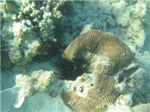 Диадемовый морской еж (diadema setosum) в коралле
