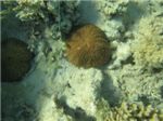 Коралл Fungia
