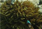 Морской анемон и рыбка-клоун (двухполосый амфиприон - Amphiprion bicinctus), сражающаяся за свой дом!
