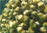 Коралл, похожий на грибы-дождевики.
