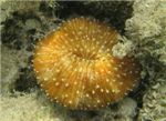 Каменистый коралл Fungia.
