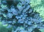 Коралл Акропора (фиолетовый)
