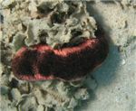 Голотурия, морская кубышка, морской огурец (Holothuroidea)
