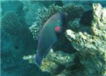 Крутолобый скар (Bumphead parrotfish - Scarus gibbus)
