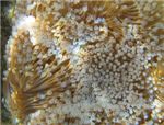 Поверхность мягкого коралла. Макро.
