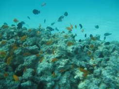 Рыбки и коралловый риф