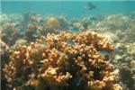 Обыкновенные абудефдуфы над кораллами
