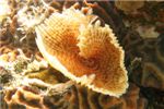 Эти веерообразные черви редко попадались на солнышке, зато они крупнее и менее пугливые по сравнению с рождественскими червями, так что для фотографирования - объект полегче.