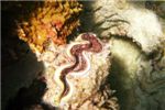 Гигантские моллюски в этот раз поражали не только размерами, но и всевозможными окрасками