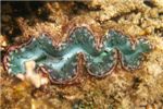 Различные окраски гигантских моллюсков