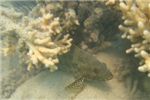 Мраморный групер притаился под кораллом