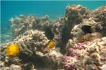 Над рифом парусоплавничная зебрасома и парочка масковых рыб-бабочек