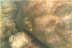 Колючий аротрон, поджав хвостик, проплывает мимо большого коралла