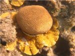 Юбка у коралла